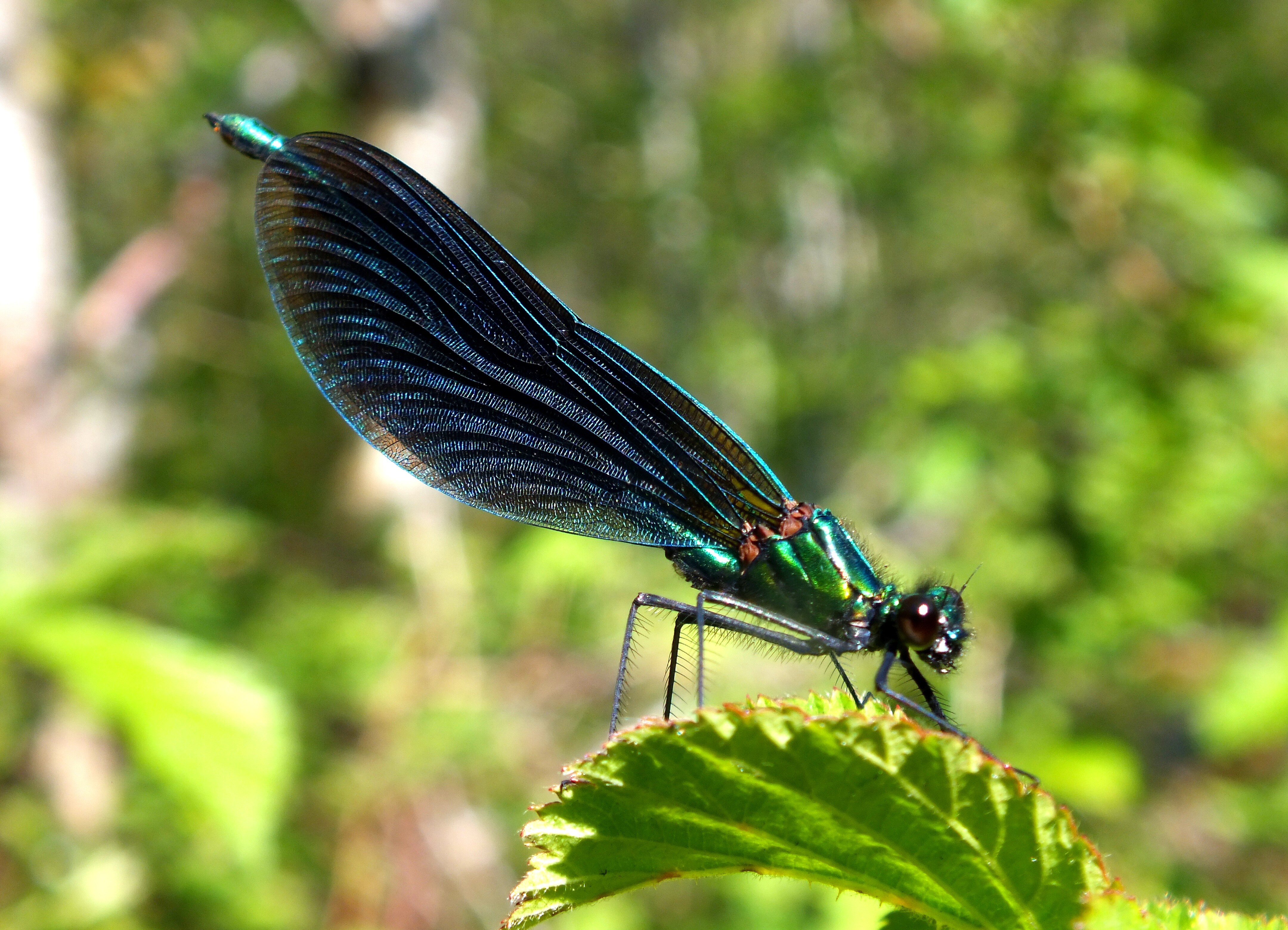 BEAUTIFUL DEMOISELLE Bill Bagley Photography